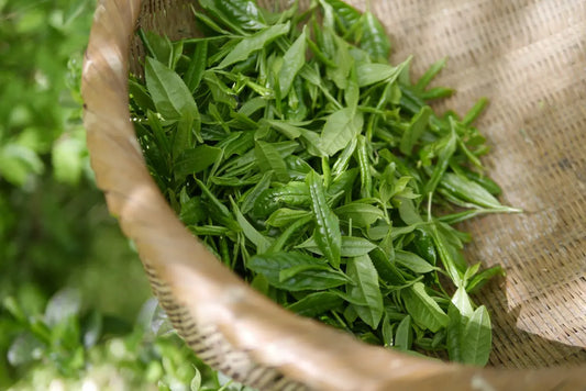 D-OĂč-Vient-le-ThĂ©-Voyage-aux-Origines-de-la-Boisson-la-Plus-Bue-au-Monde La Ptite Tasse