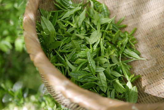 🌿 D’Où Vient le Thé ? Voyage aux Origines de la Boisson la Plus Bue au Monde