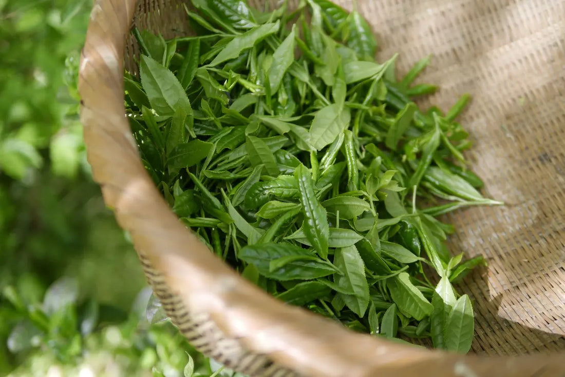 D-Où-Vient-le-Thé-Voyage-aux-Origines-de-la-Boisson-la-Plus-Bue-au-Monde La Ptite Tasse