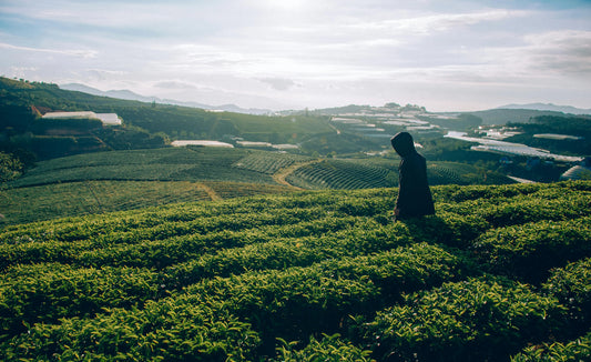 Homme dans un champ de thé 